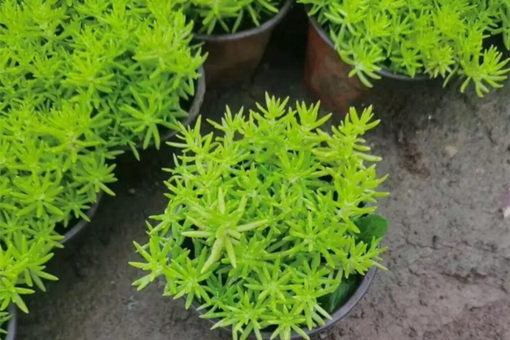 绿叶佛甲草-瀚阳绿化