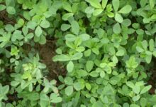 苜蓿多长时间收割一次-瀚阳绿化