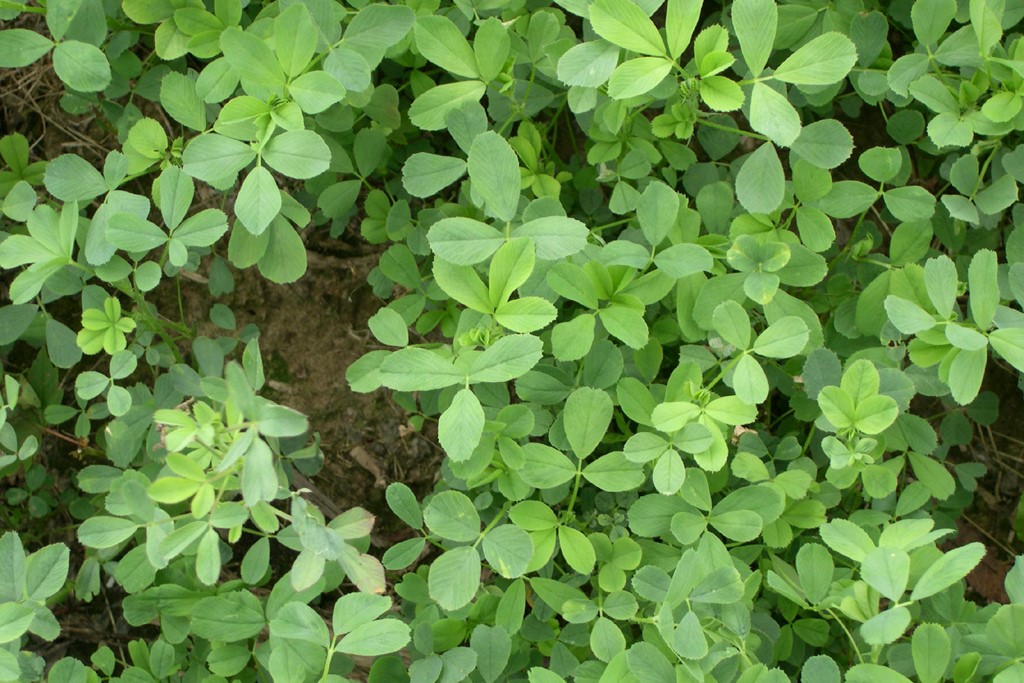 苜蓿多长时间收割一次-瀚阳绿化