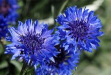 矢车菊种子的种植方法和注意事项-瀚阳绿化