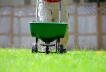 草坪种子的营养需求与施肥管理-瀚阳绿化