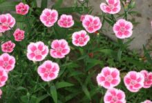 野花组合种子品类详解及种植方法-瀚阳绿化