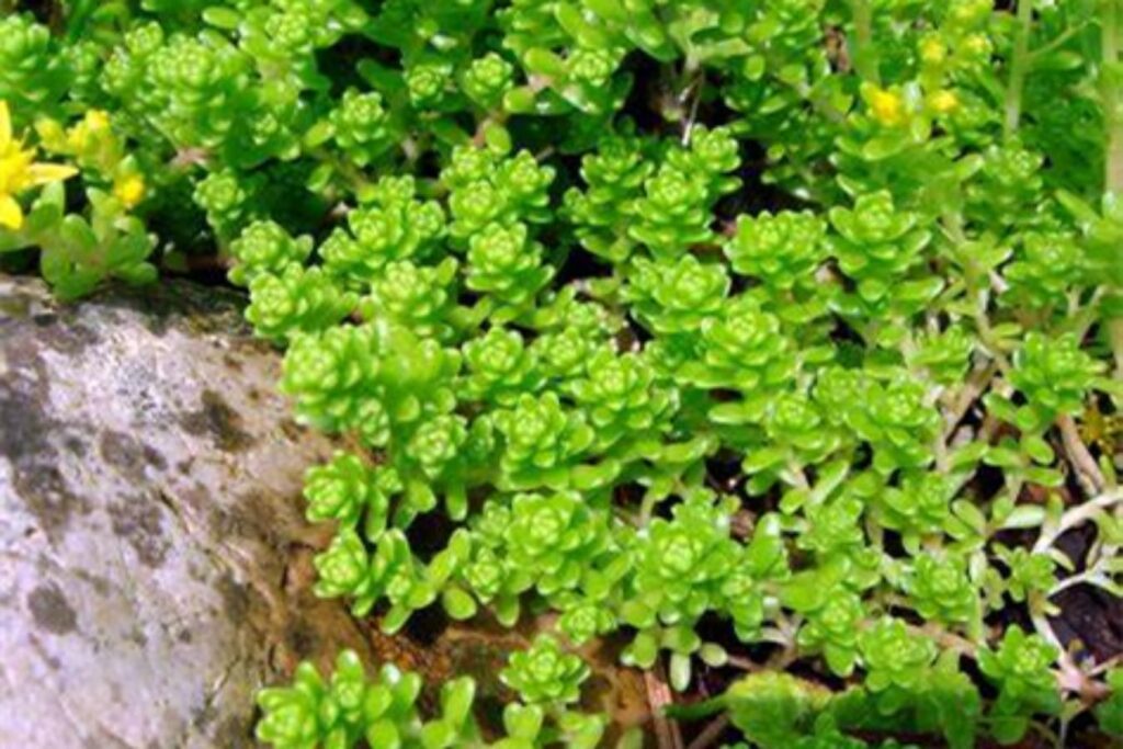 疏花佛甲草-瀚阳绿化