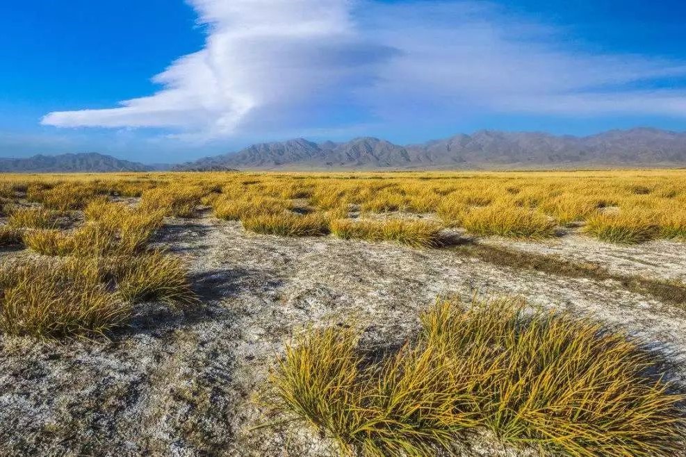 盐碱地草坪播种的施工方法-瀚阳绿化