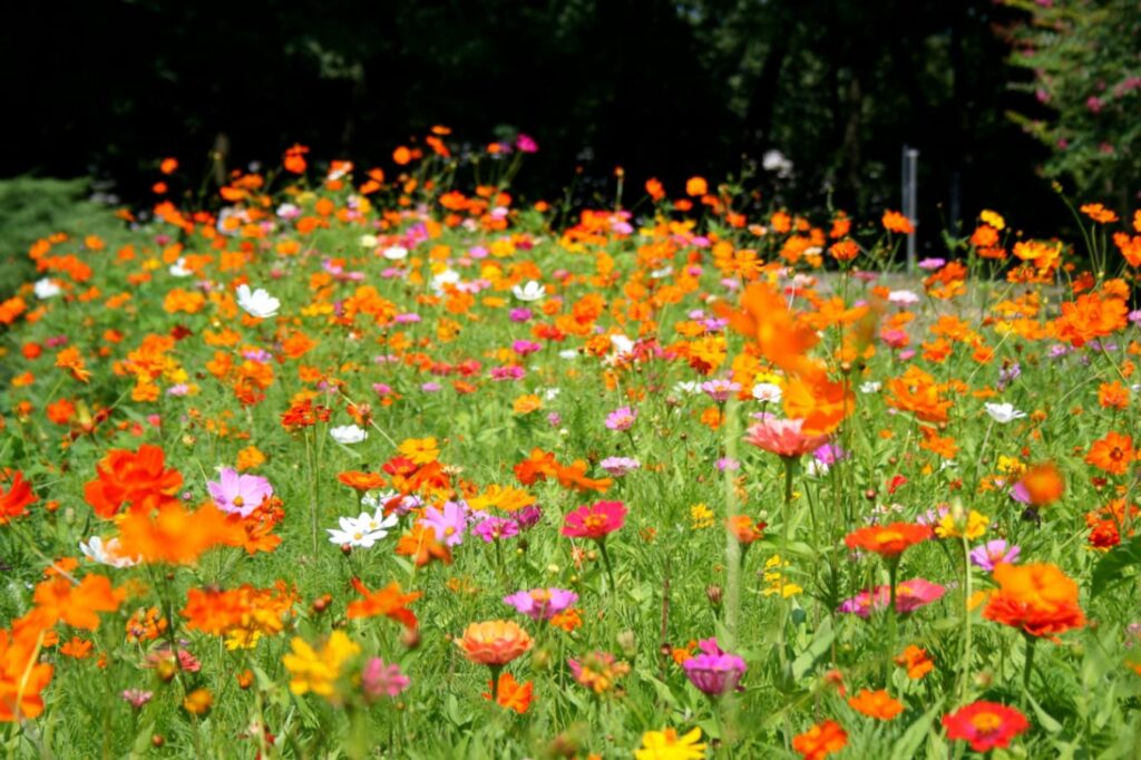 野花组合种子批发-瀚阳绿化