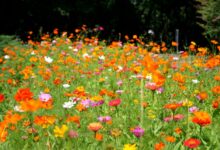 野花组合种子批发-瀚阳绿化