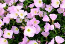 美丽月见草种子种植时间与方法-瀚阳绿化