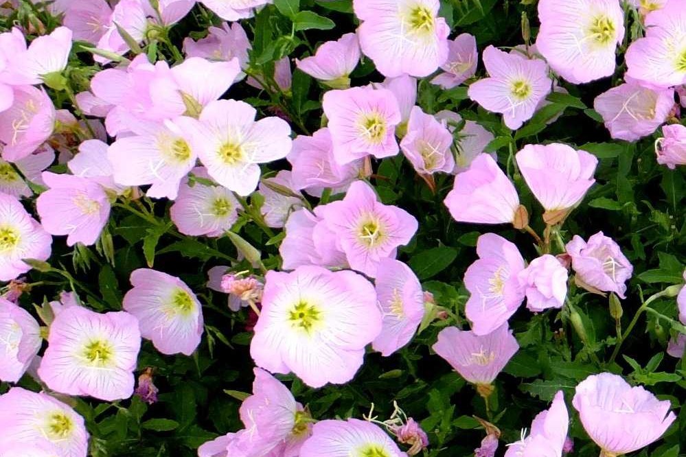 美丽月见草种子种植时间与方法-瀚阳绿化