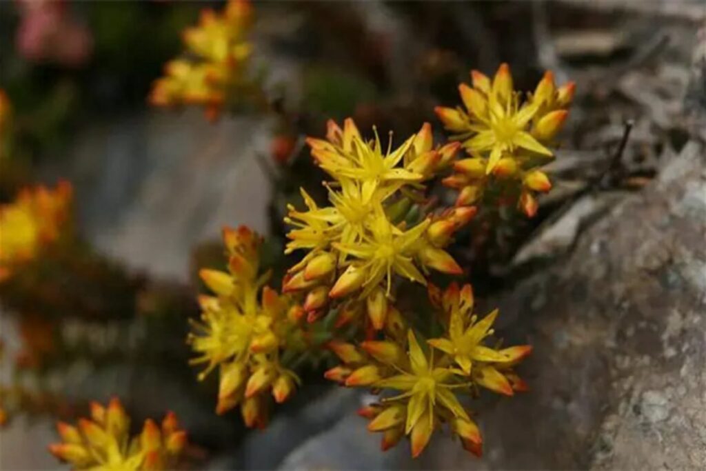 玉山佛甲草-瀚阳绿化