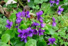 紫花地丁种子种植时间和方法-瀚阳绿化