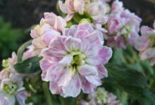 紫罗兰种子种植方法和注意事项-瀚阳绿化