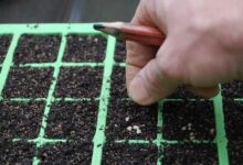 适合播种种植的花卉种子-瀚阳绿化