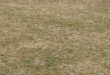 为什么草坪修剪完会变黄?-瀚阳绿化