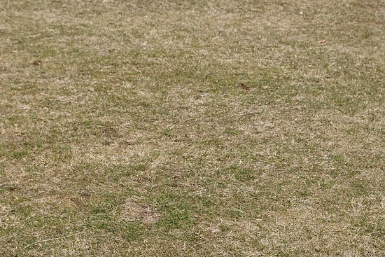 为什么草坪修剪完会变黄？-瀚阳绿化