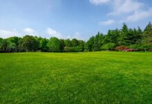 草坪种子的选择指南-瀚阳绿化