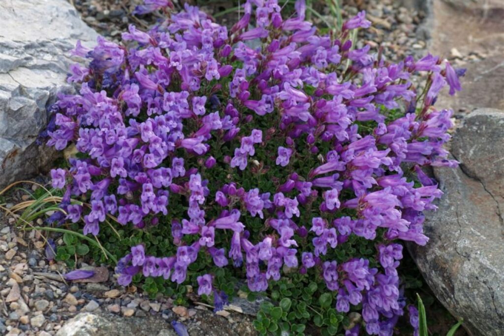 钓钟柳-瀚阳绿化