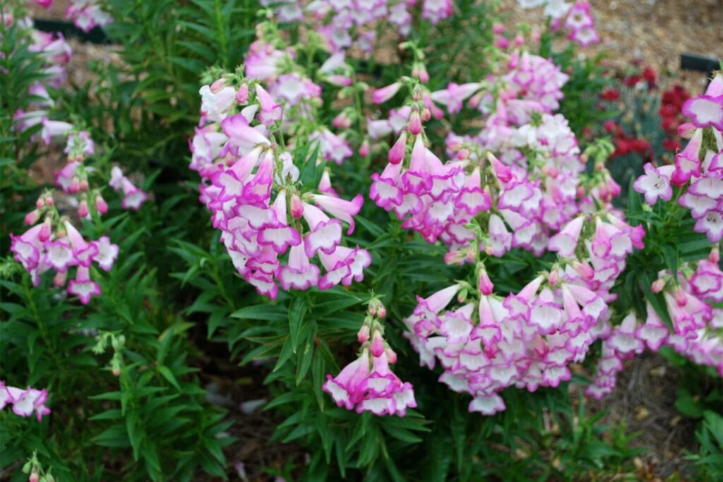 钓钟柳-瀚阳绿化