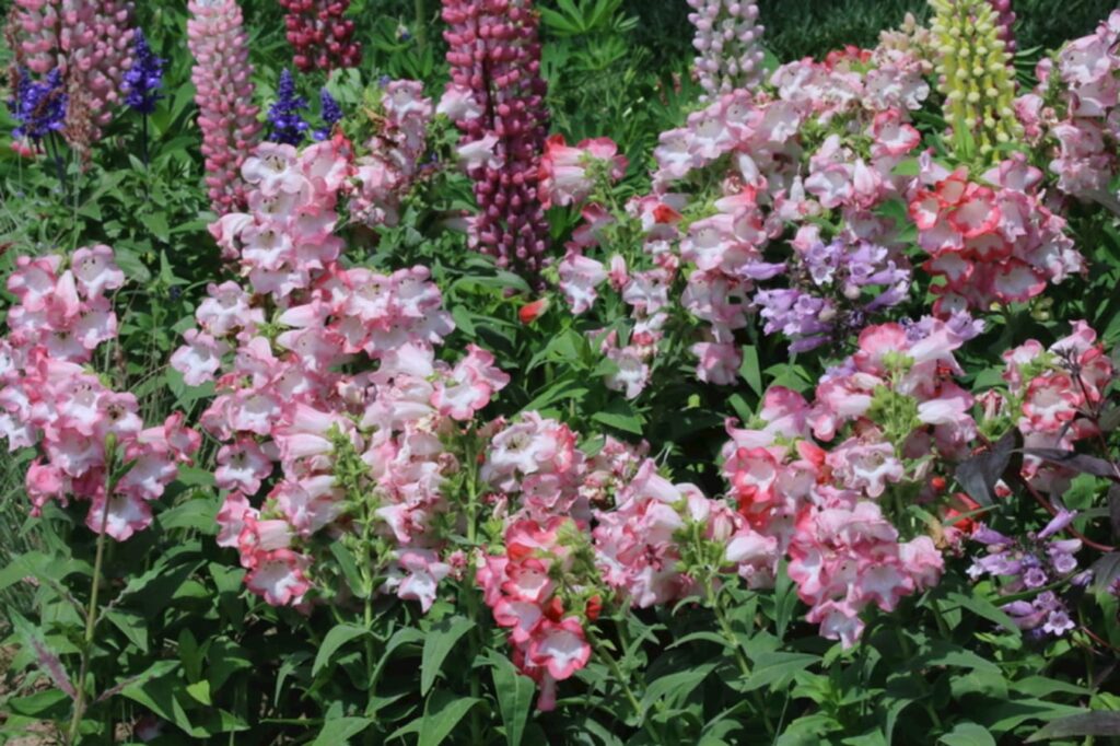 钓钟柳-瀚阳绿化