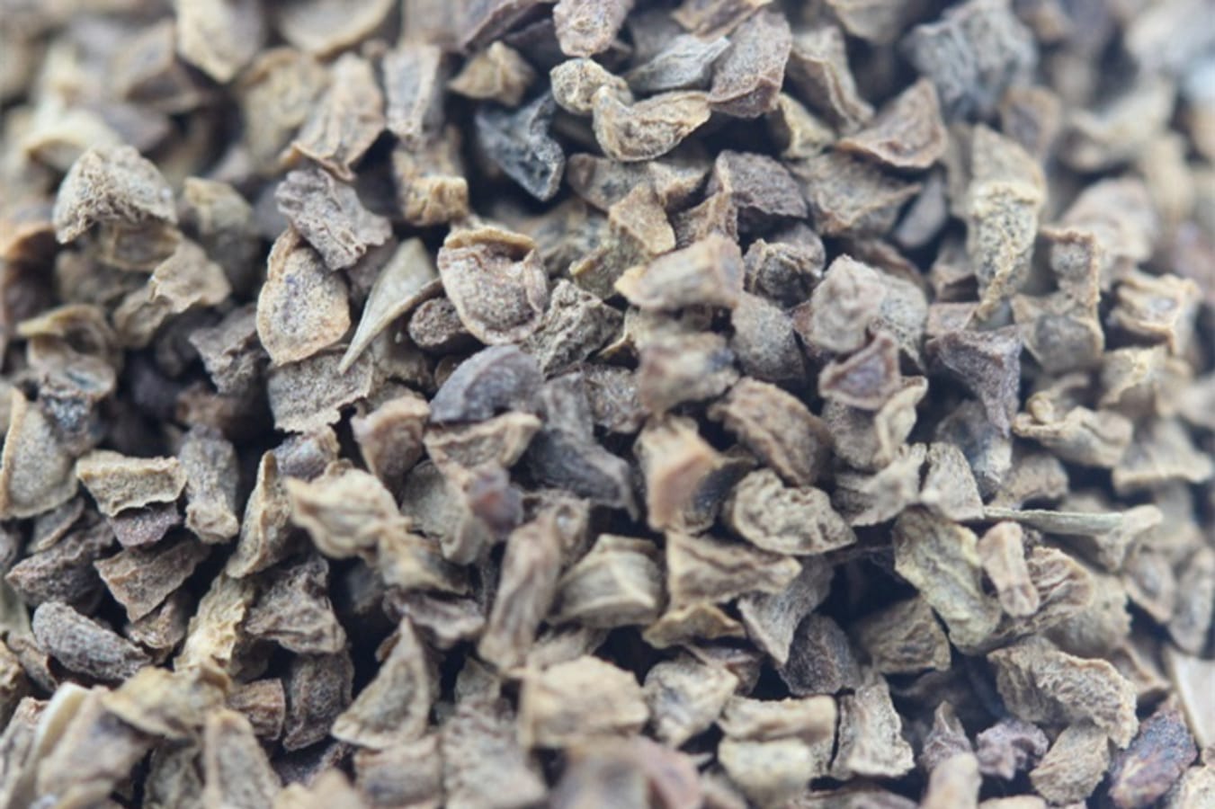 钓钟柳种籽-瀚阳绿化