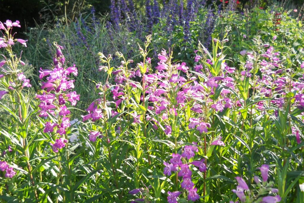 钓钟柳-瀚阳绿化