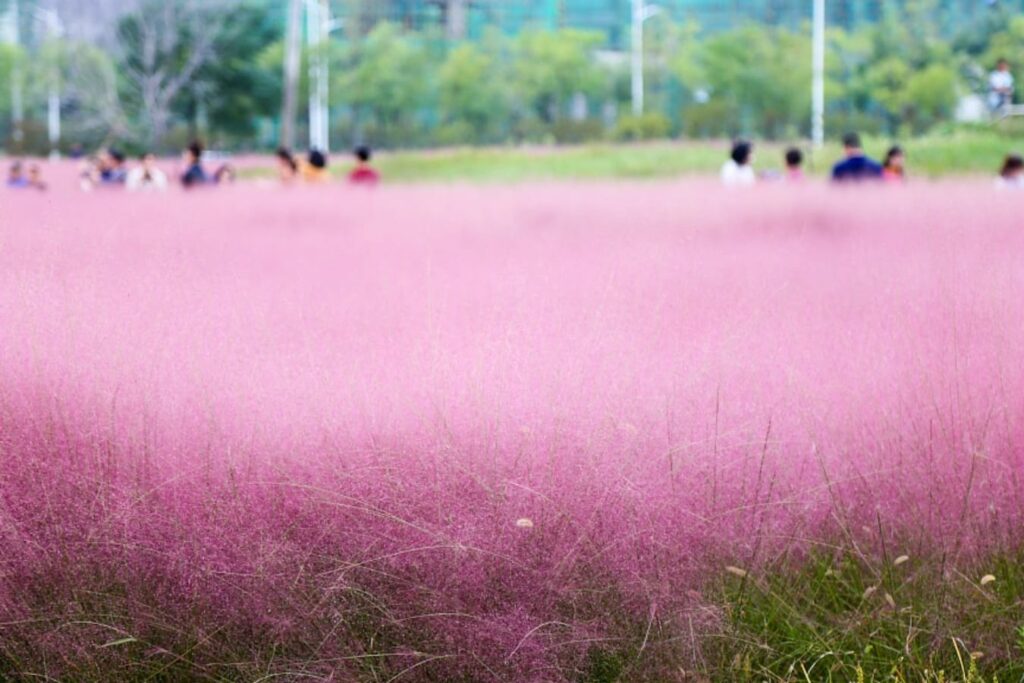 粉黛乱子草-瀚阳绿化