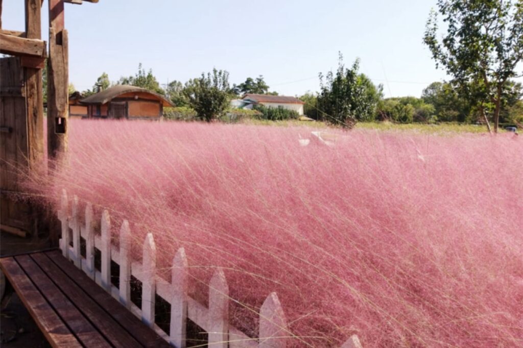 粉黛乱子草-瀚阳绿化