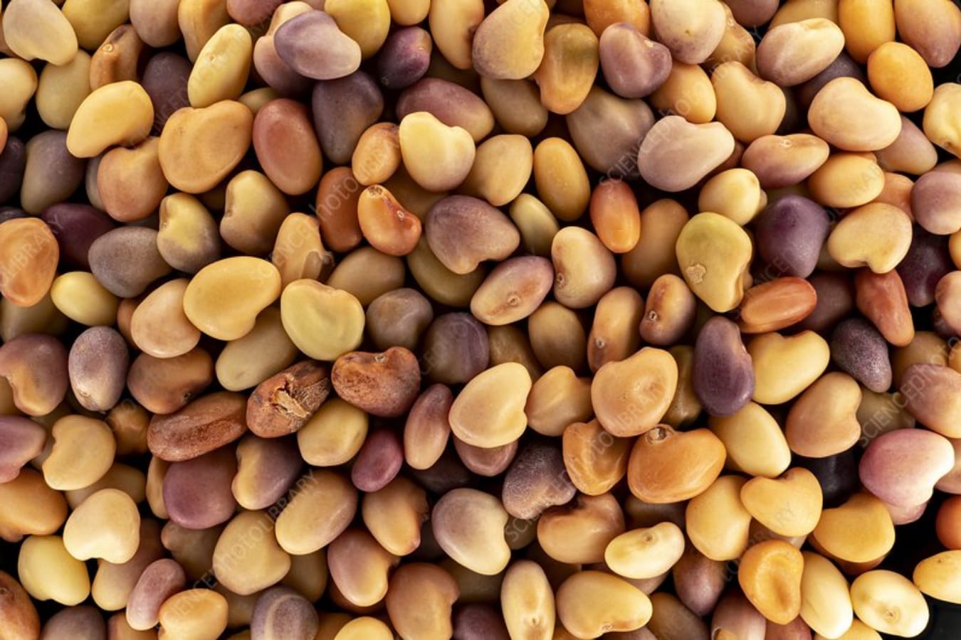 红三叶种籽-瀚阳绿化