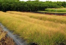 画眉草种子-瀚阳绿化