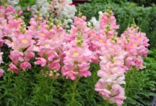 金鱼草的种植方法-瀚阳绿化