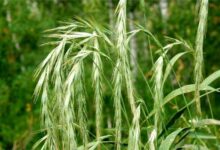 老芒麦种子-瀚阳绿化