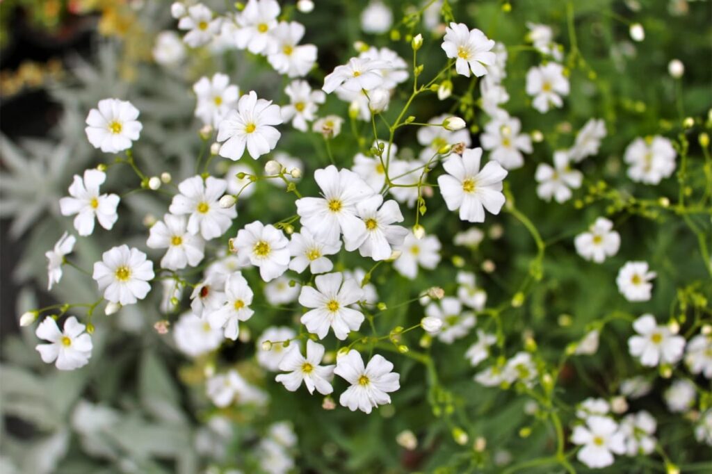 满天星-瀚阳绿化