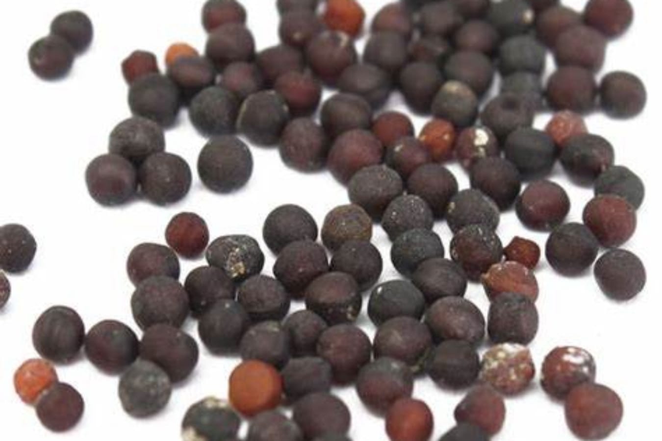 满天星种籽-瀚阳绿化