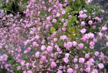 满天星种子-瀚阳绿化