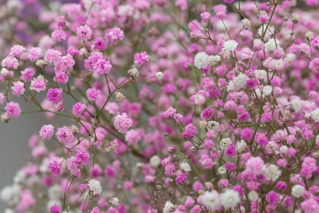 满天星-瀚阳绿化