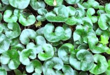 马蹄金播种方法和购销信息-瀚阳绿化