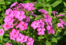 加拿大美女樱种子种植时间与方法-瀚阳绿化