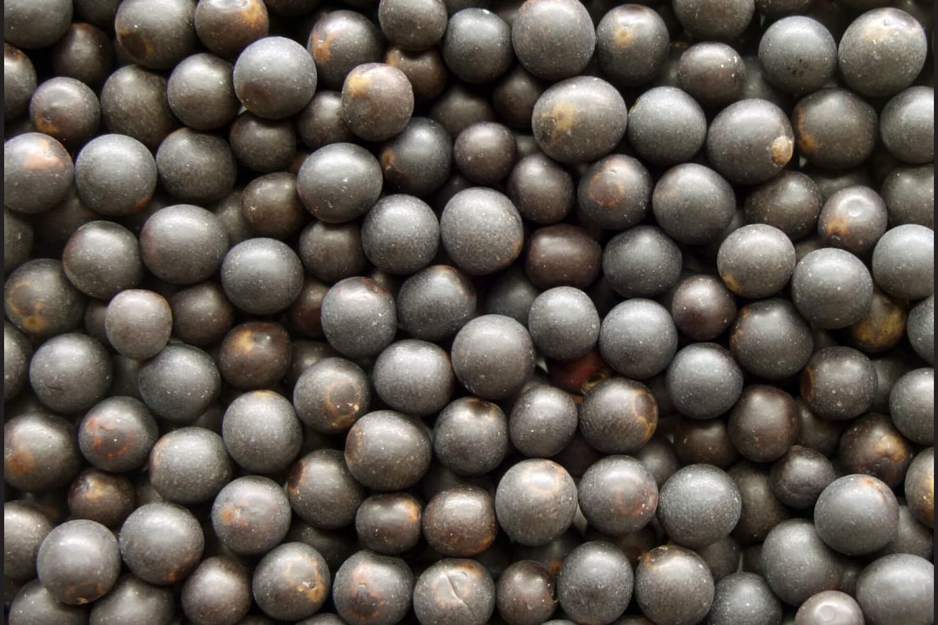 美人蕉种籽-瀚阳绿化