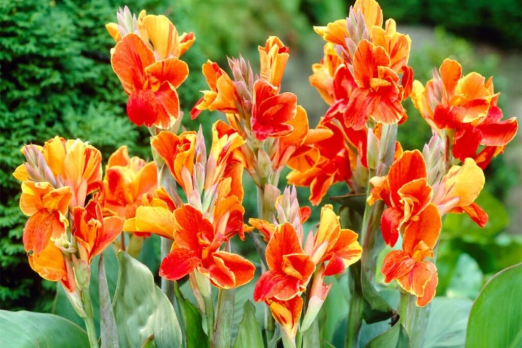 美人蕉-瀚阳绿化