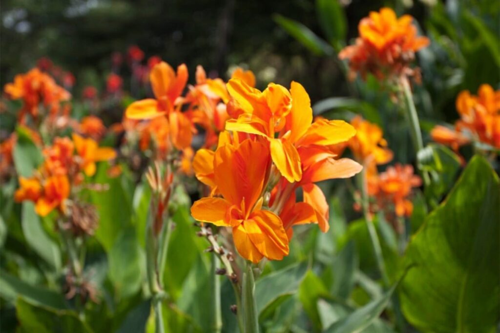 美人蕉-瀚阳绿化