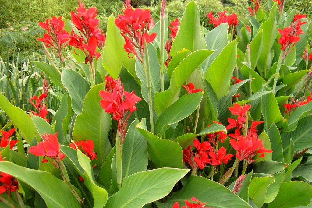 美人蕉-瀚阳绿化