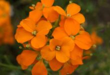 七里黄种子-瀚阳绿化