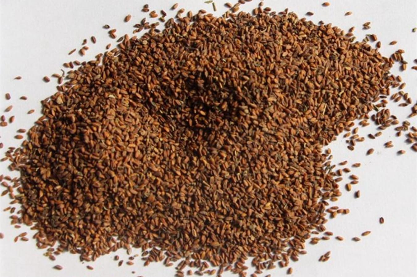 七里黄种籽-瀚阳绿化