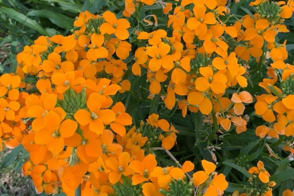 七里黄-瀚阳绿化