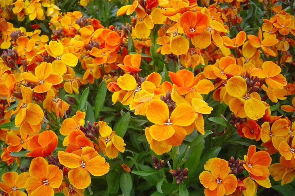 七里黄-瀚阳绿化