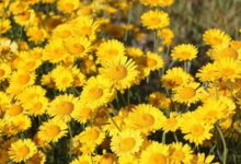 日光菊种子种植方法与时间-瀚阳绿化