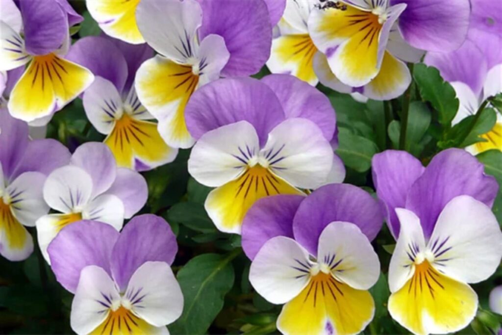 三色堇-瀚阳绿化