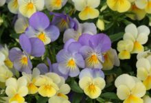 三色堇种子种植时间与方法-瀚阳绿化