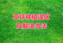 草坪种子的种植误区与解决方法-瀚阳绿化