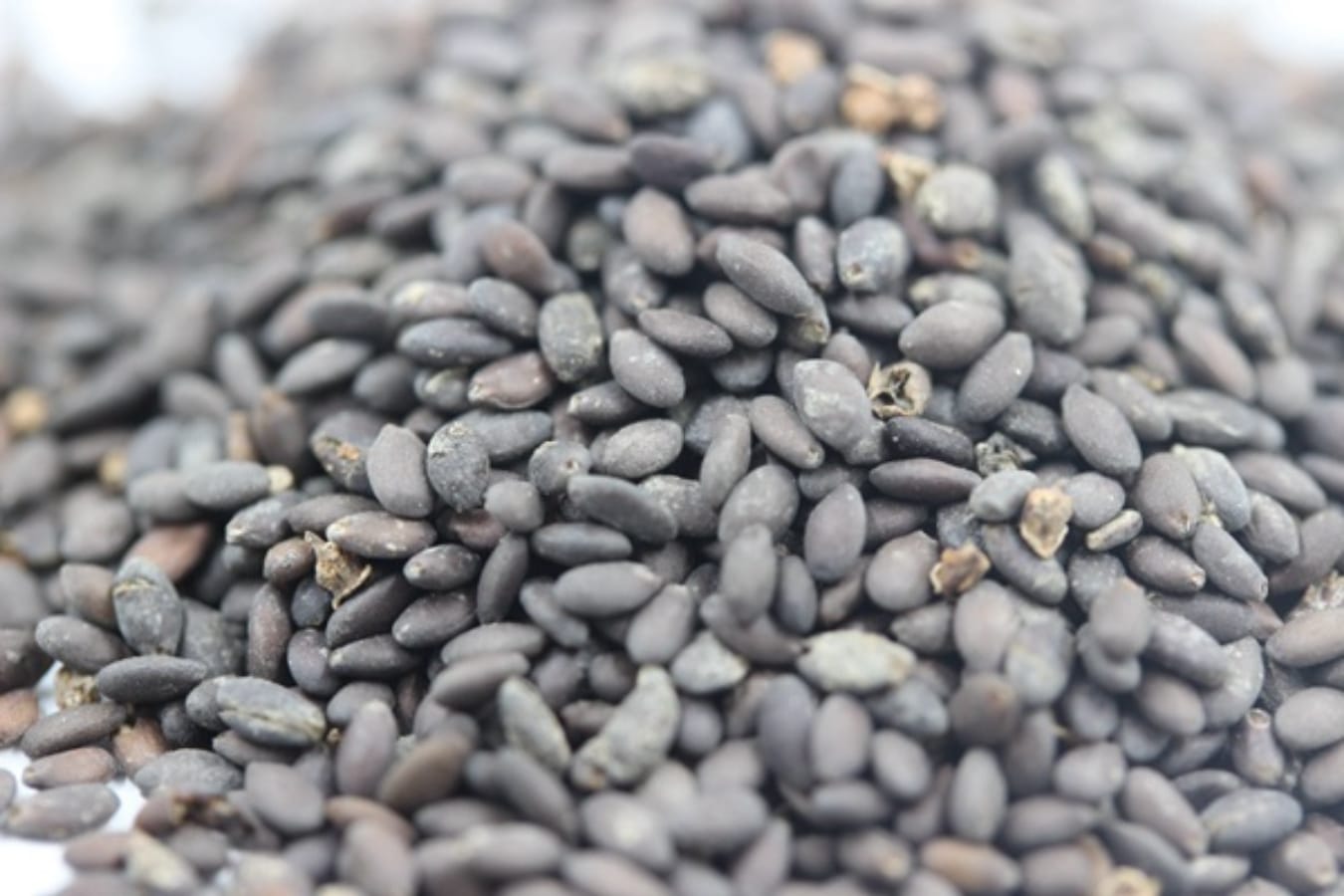 一串蓝种籽-瀚阳绿化