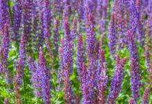 一串蓝种子-瀚阳绿化